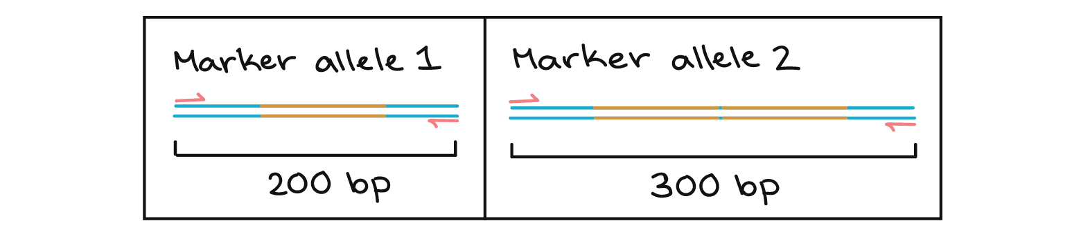 Marker allele 1: primers flanking repeat region amplify a 200 bp fragment of DNA

Marker allele 2: primers flanking repeat region amplify a 300 bp fragment of DNA